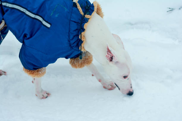 istock white greyhound dog  through in blue overalls 925574158