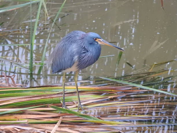 яркий синий и фиолетовый трехцветный йерон в своей среде обитания - tricolored heron стоковые фото и изображения