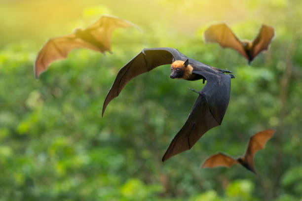 Lyle's flying fox The bat flock is flying.( Lyle's flying fox) flock of bats stock pictures, royalty-free photos & images