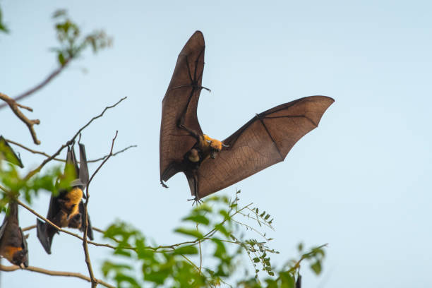 istock Bat flying and carry baby 925574824