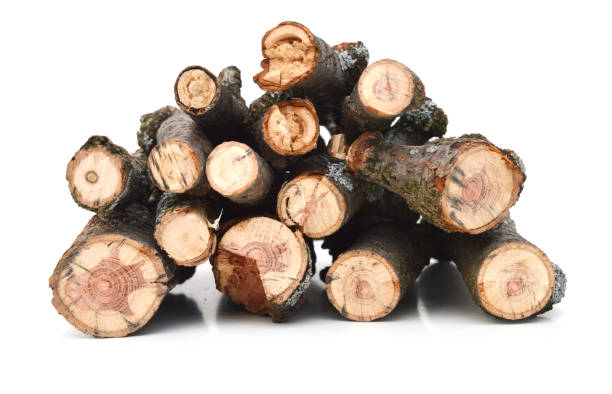 istock A pile of log branch tree on white 925578286