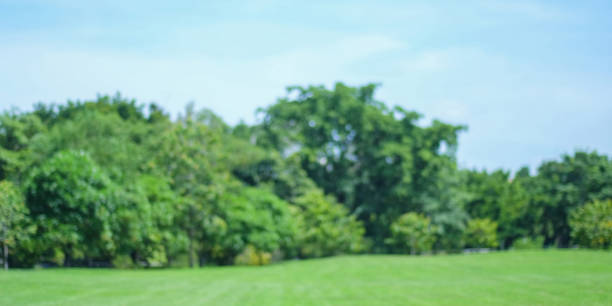 istock Blurred spring nature background, Blur greenry park and blue sky background 925579286