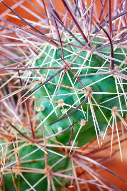 istock Cactus with horrible, thick long and sharp thorns on orange background, close-up. 925582498
