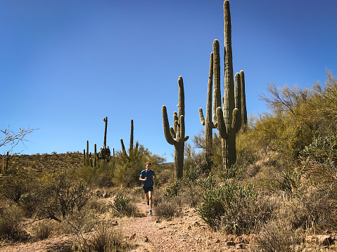 trail run through saguaro cacti near phoenix arizona