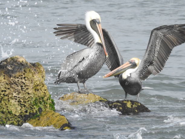 istock Brown pelicans playing in ocean splash zone 925583060