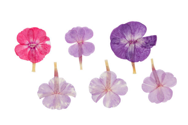 istock Pressed and dried delicate flowers phlox, isolated on white 925585300