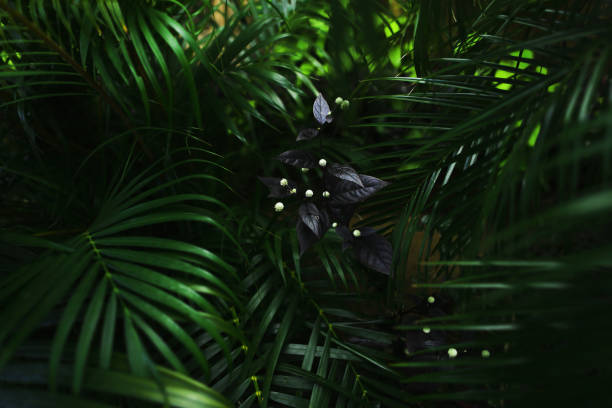 緑のヤシの葉と花の濃い素晴らしいポートレート - water rainforest frond tropical climate ストックフォトと画像