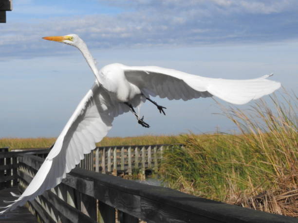istock American egret taking off over boardwalk, close-up 925586134