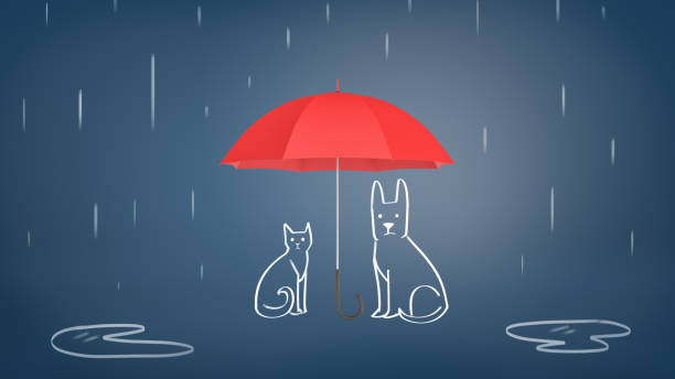 renderização 3d de um guarda-chuva vermelho aberto, cobrindo o giz desenhadas gato e cão da chuva sobre um fundo azul - dog insurance - fotografias e filmes do acervo