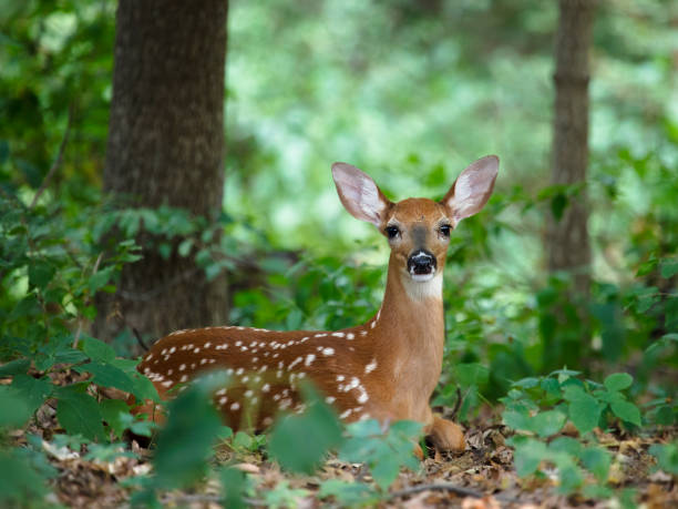 A white-tailed fawn A white-tailed (whitetail) deer fawn hiding in the woods, looking straight at the camera. The photo was taken in Iowa (U.S. Midwest). fawn young deer stock pictures, royalty-free photos & images