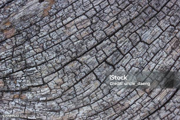 Tree Cracking Pattern Cracks And Pattern Of Dead Tree Stock Photo - Download Image Now ...