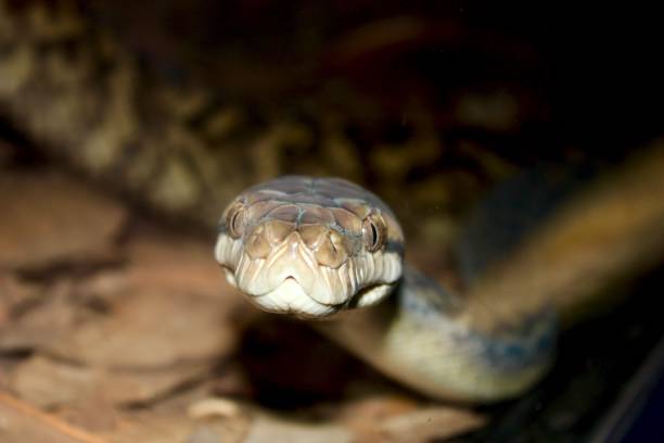 istock Close-up of a Coastal Carpet Python's Face Australia 925593848