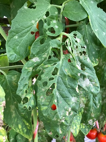 Leaf tomato was eaten by worm.