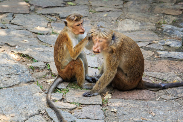 istock monkey female cares for a wounded male monkey 925600172