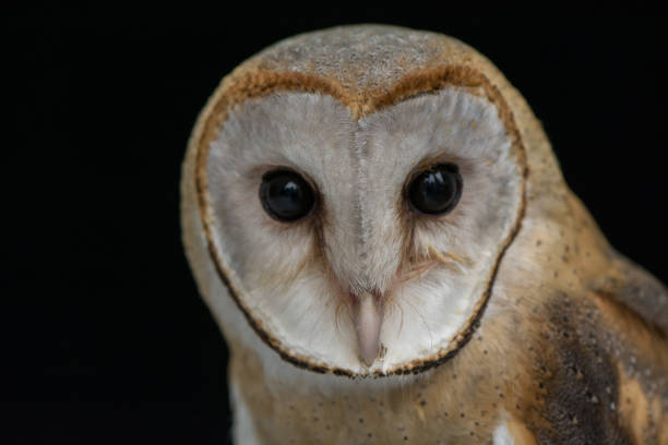 istock Head shot of Barn Owl on black background 925600308
