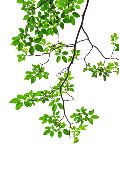 istock Green tree leaves and branches isolated on white background 925601230
