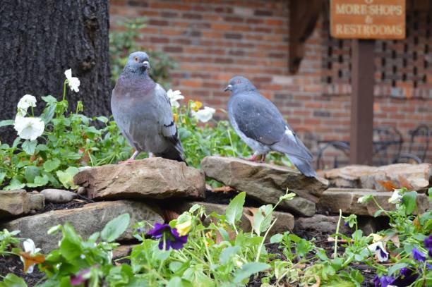 istock Two pigeons in a garden 925601240