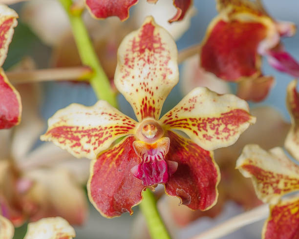 10,000+ Free Monkey Orchid & Monkey Photos - Pixabay