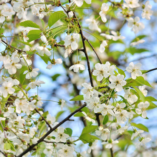 istock photo of blossoming tree brunch 925604850