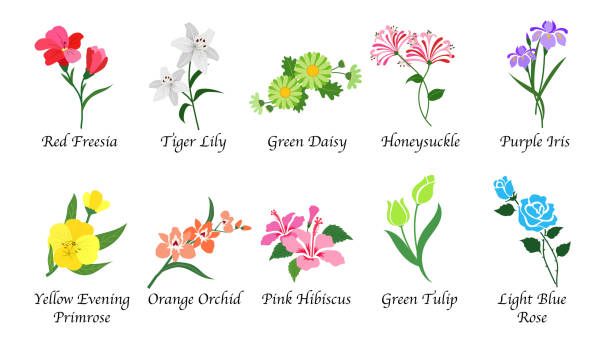 organiczny charakter botaniczny ogród kwiat izolowany zestaw do zbierania wektorów - botanic stock illustrations