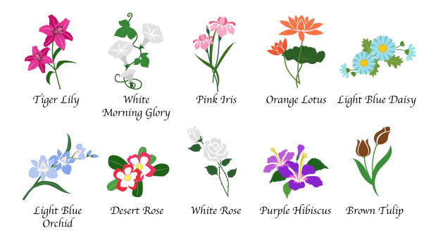 illustrations, cliparts, dessins animés et icônes de fleur de jardin botanique de nature organique isolé jeu collection vectorielles - desert rose