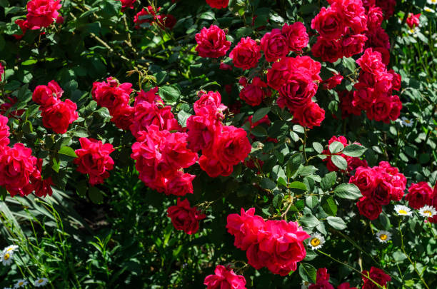 istock Rose bush on flowerbed in the park 925608424