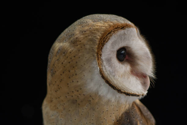istock Head shot of Barn Owl on black background 925610908