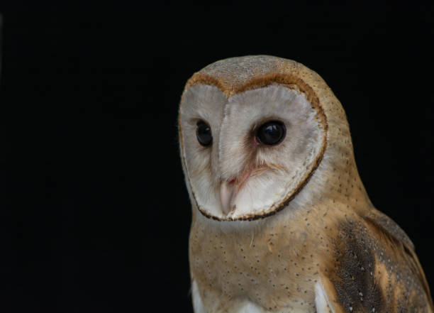 istock Head shot of Barn Owl on black background 925611238
