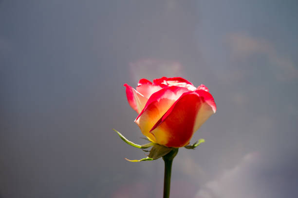 istock Beautiful colorful Rose Flower 925611470