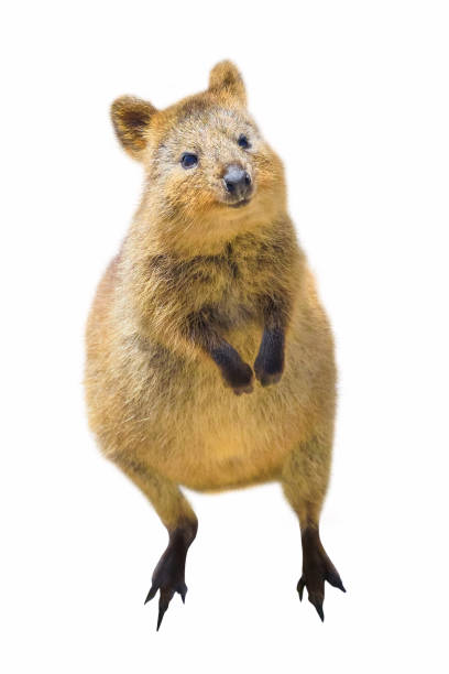 Quokka isolated on white A cute Quokka standing, in Rottnest Island, Western Australia. Quokka is considered the happiest animal in the world. Quokka isolated on white background. Front side view with copy space. rottnest island photos stock pictures, royalty-free photos & images