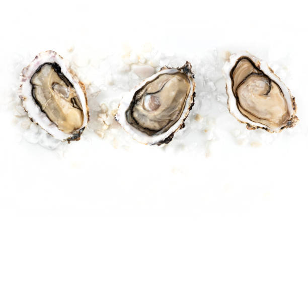 istock Overhead square photo of three oysters on white with copy space 925614586