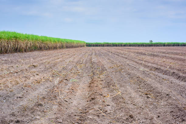 istock Soil preparation for planting crops and sugar cane field with blue sky 925615108