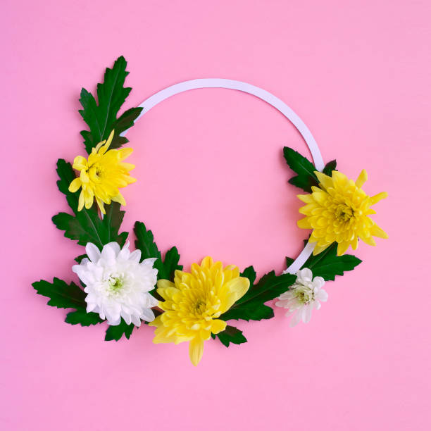 istock Round frame. white and yellow chrysanthemums on a pale pink background 925616182