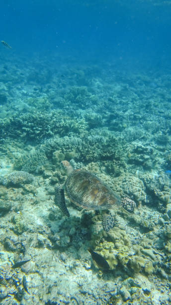 istock Sea Turtle at the Great Barrier Reef, Australia 925616284