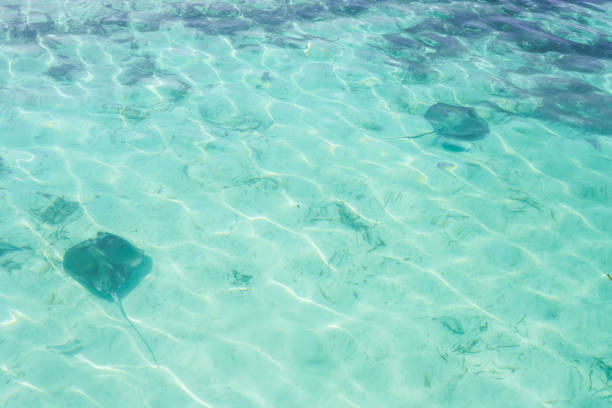 istock Stingray in Abaco Island, Bahamas 925617018
