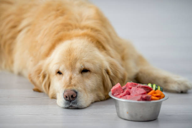 istock Dog Laying With Food 925620230