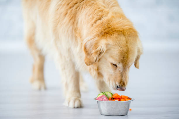 perro olfateando su alimento - dog vegetable carrot eating fotografías e imágenes de stock