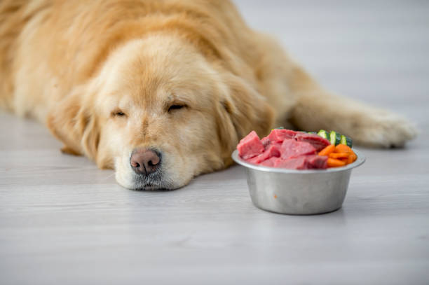 朝食時間 - dog vegetable carrot eating ストックフォ��トと画像