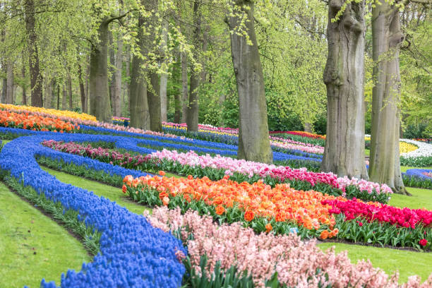 istock Spring tulip field in garden, Amsterdam, Netherlands 925620390