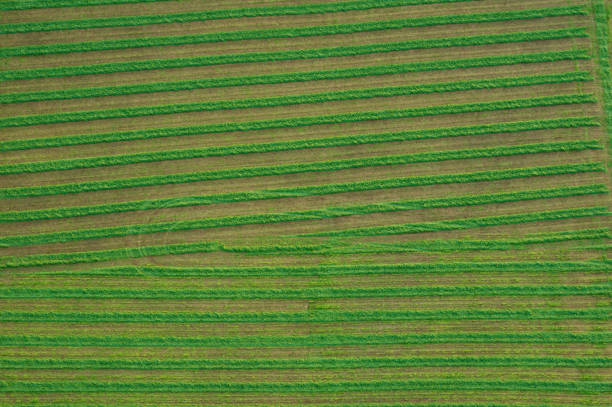 istock Aerial of Farmland 925623048