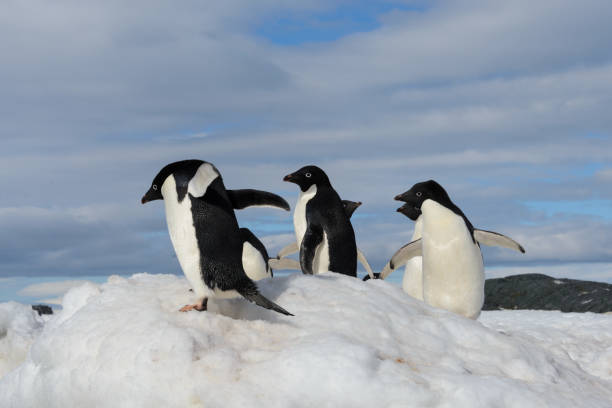istock Adelie penguins on snow 925623222