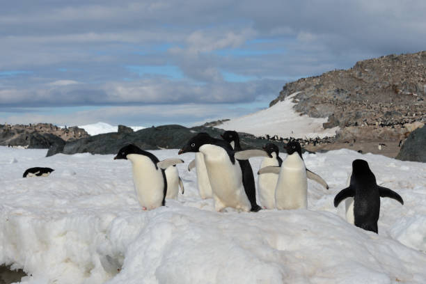 istock Adelie penguins on snow 925623766