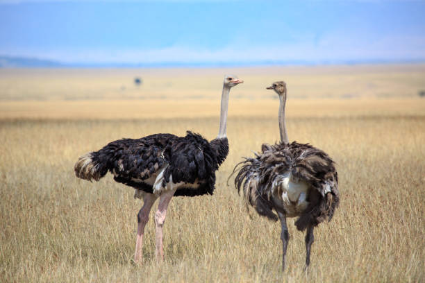 istock Couple of ostriches 925623832