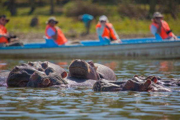 istock Hippopotamus, Lake Naivasha 925623838