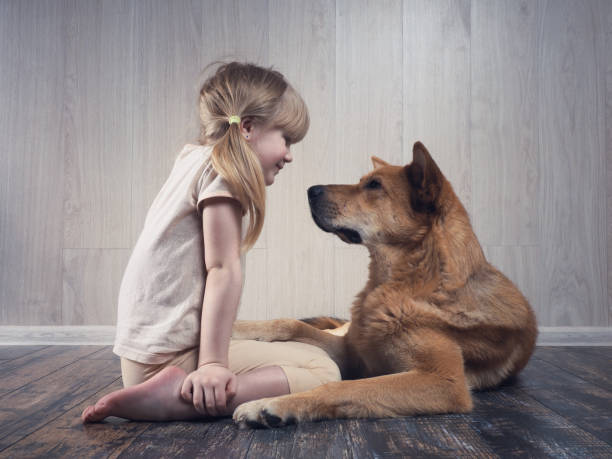 wspaniała dziewczynka i ogromny pies komunikują się ze sobą - pets baby young animal child zdjęcia i obrazy z banku zdjęć