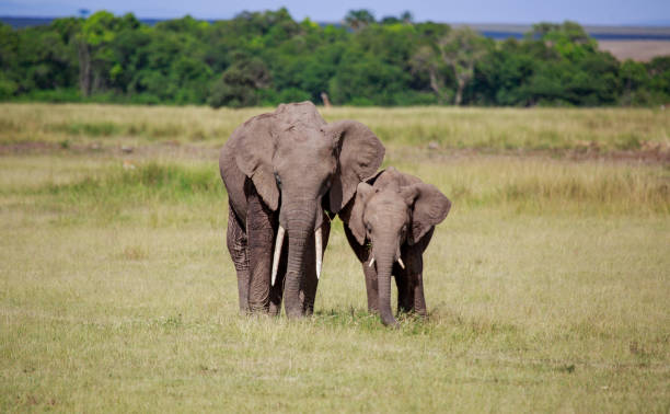 istock Mother African Elephant and New Baby 925624030