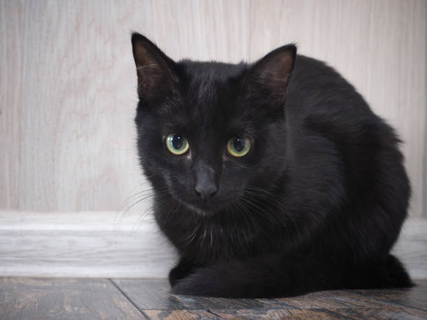 istock Black cat. Portrait of a beautiful kitten. 925626548