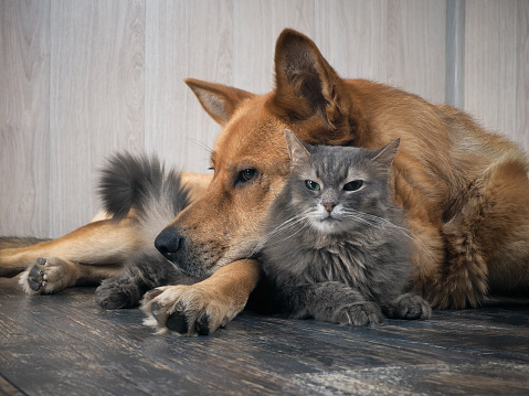 A large dog sleeps on a small dissatisfied cat. Animal relationships.