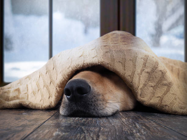 il cane si congela. cane divertente avvolto in una coperta calda - animal dog winter snow foto e immagini stock