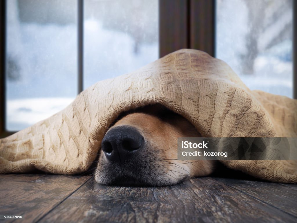 The dog freezes. Funny dog wrapped in a warm blanket The dog freezes. Funny dog wrapped in a warm blanket. Outside the window snow, winter Cold Temperature Stock Photo
